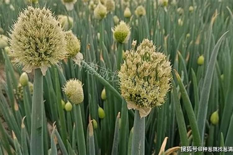 大葱叶面喷什么肥料好 用什么肥料长的快