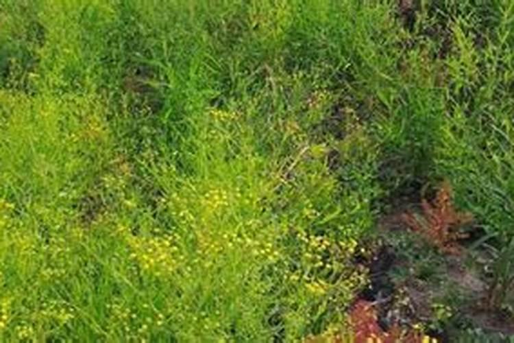 柴胡苗后打什么除草剂不伤苗