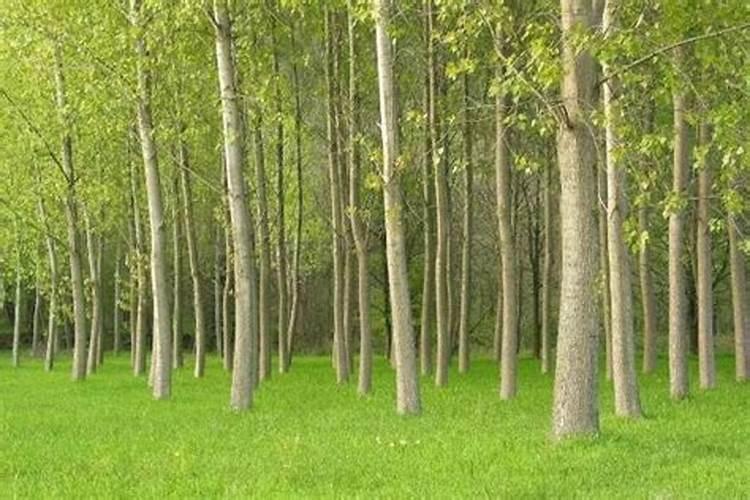 “庄稼一枝花,全靠肥当家。”以下有关农业种植中肥料使用的说法,错误的...