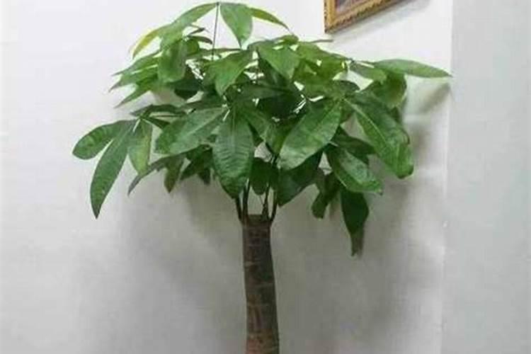 柚子树如何施用鱼蛋白肥,预防倒春寒？