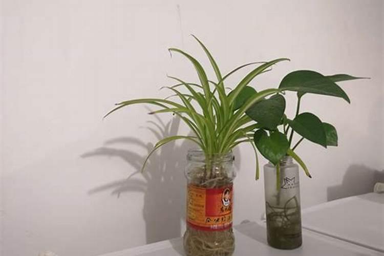 水培营养液可以滴到土培植物上吗？