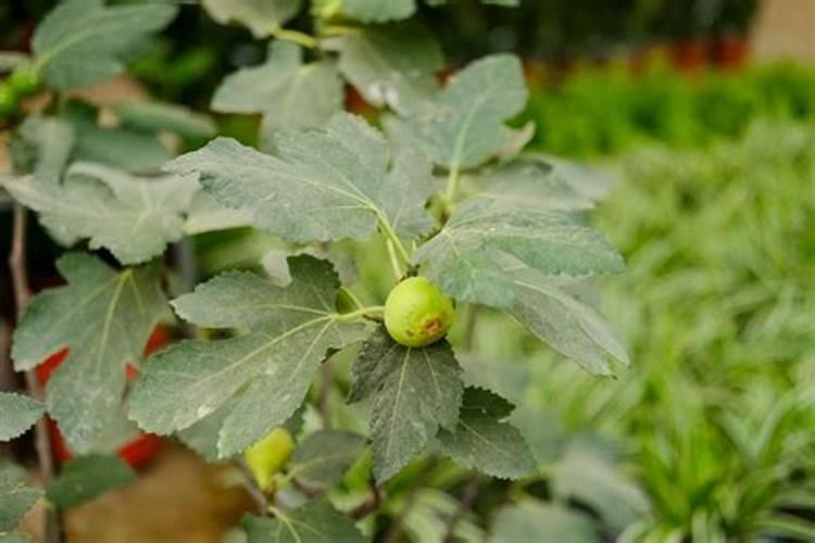 目前植物养根的主要药物和肥料有哪些？