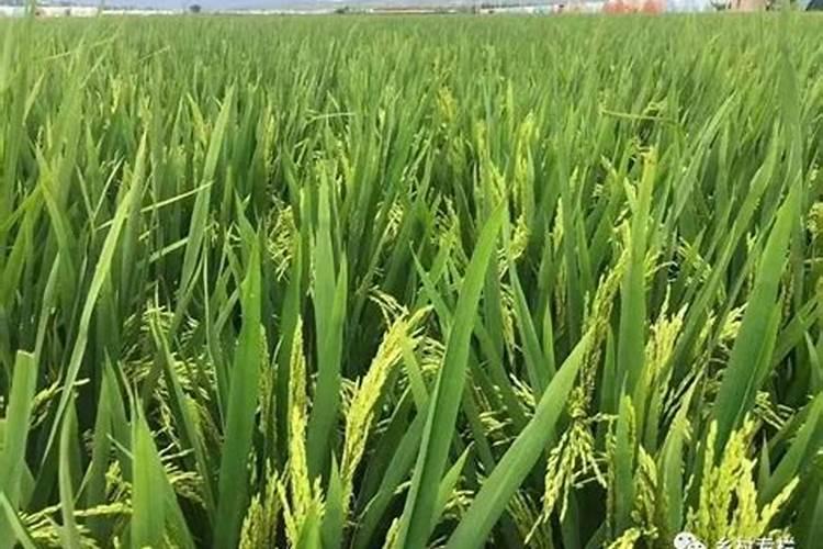 河南水溶肥十大名牌