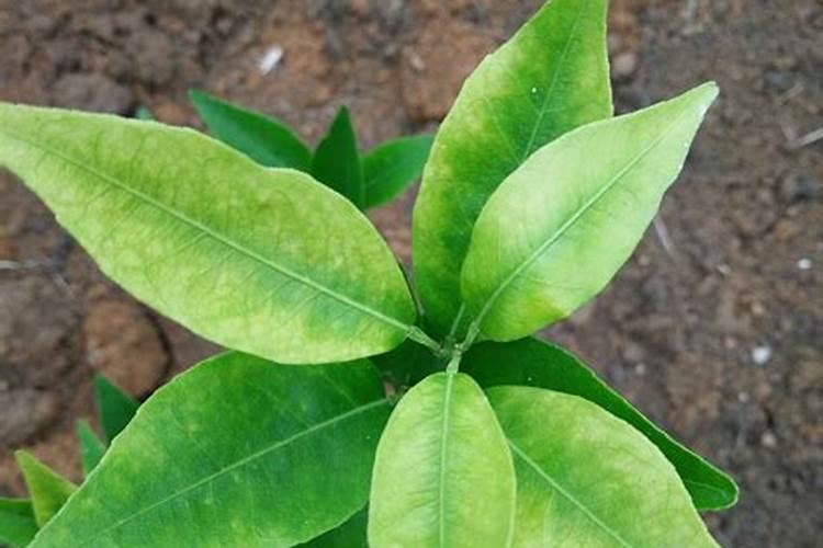 中诚国联(河南)生物科技有限公司是做什么