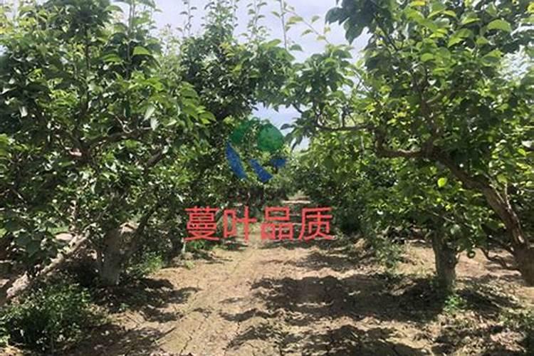 水溶肥的正确使用方法 水溶肥的正确使用方法大全