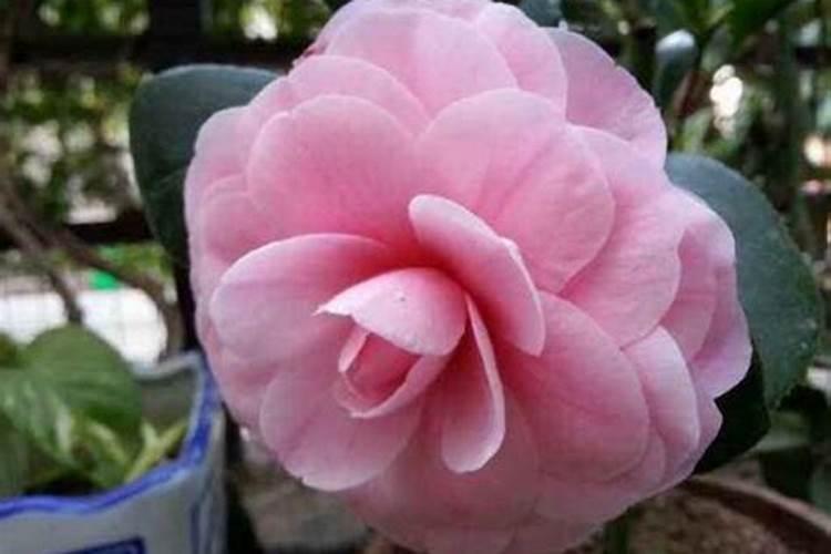 盆栽蔬菜多久施一次肥