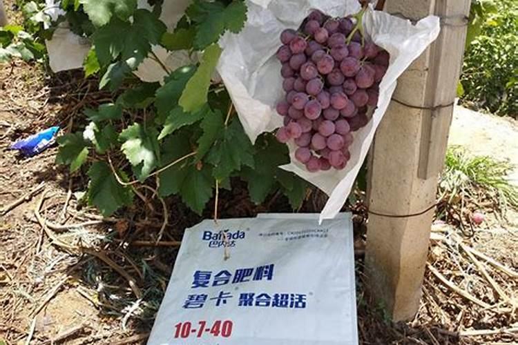 种植花生需要什么肥料 种植花生用什么肥料