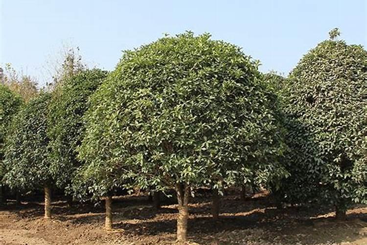 桂花树枝叶少用什么叶面肥能让枝叶茂盛