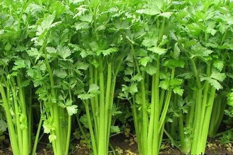 叶面肥排名榜前十名