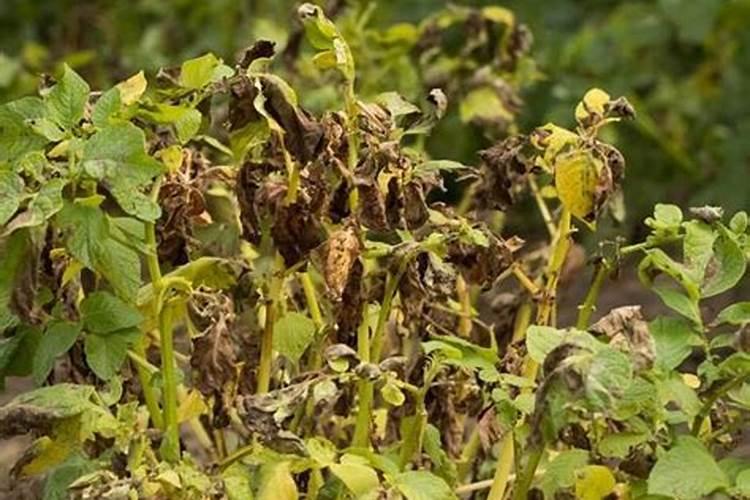 油茶种子育苗时间和方法