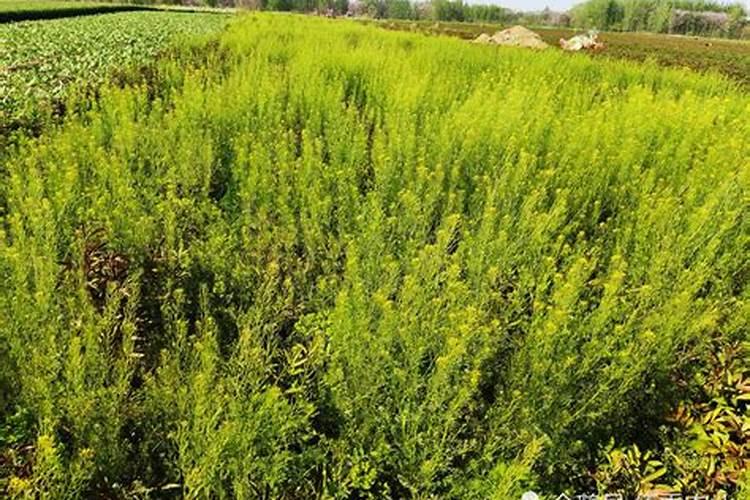 土层薄适合栽什么果树