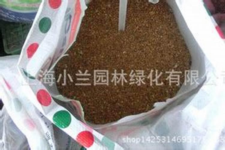 秋芝怎么栽培