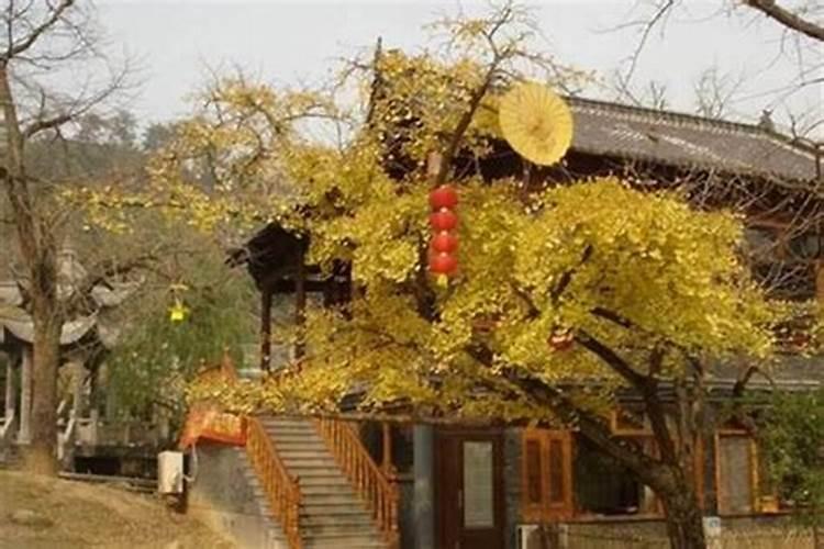 农村荒地种什么果树比较合适？需要注意什么问题？