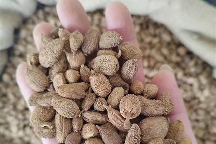 有些樱桃西红柿的新叶卷着,