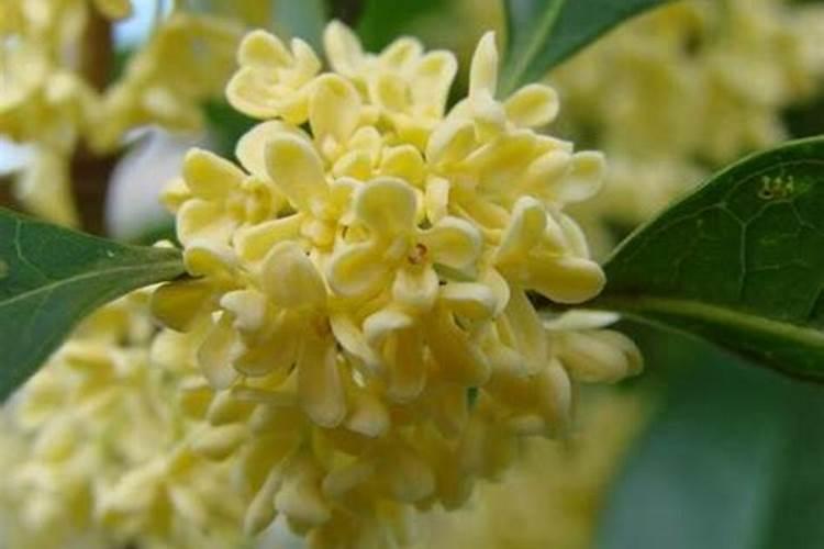 盆栽桂花可以施叶面肥吗