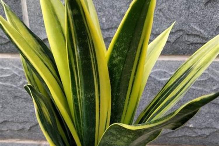 高粱专用肥配方