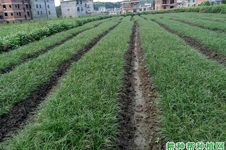 普通大米怎么爆大米花