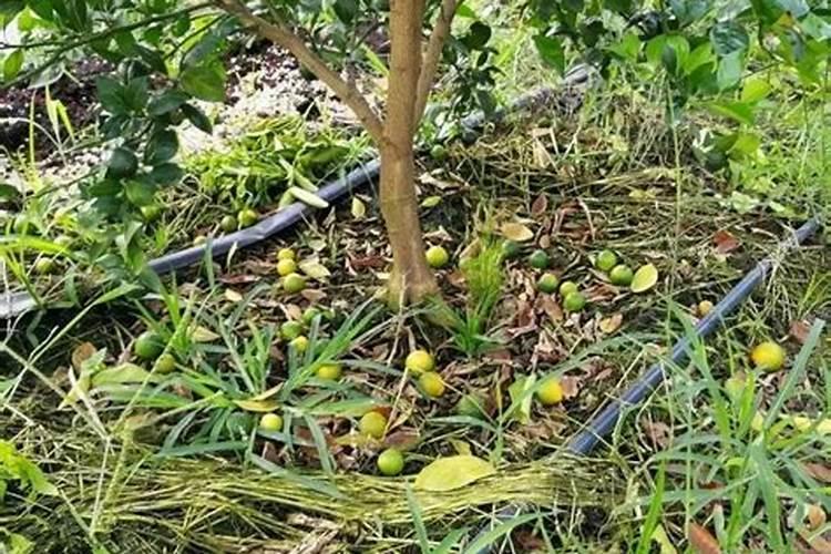 一斤磷肥兑多少水浇菜