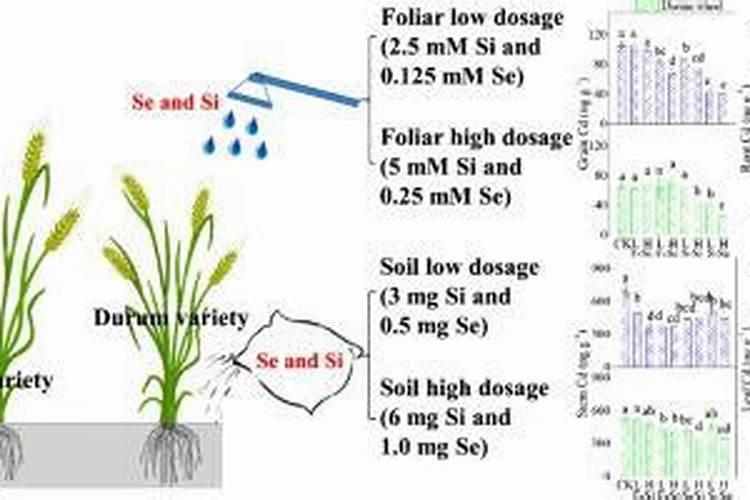 小麦富硒叶面肥哪家强跟着他种植富硒麦,走上致富路!