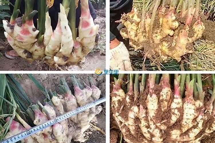 小拱棚大姜种植技术
