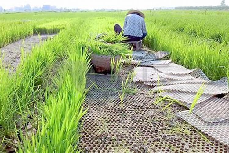 水稻种植如何合理施用钾肥呢？