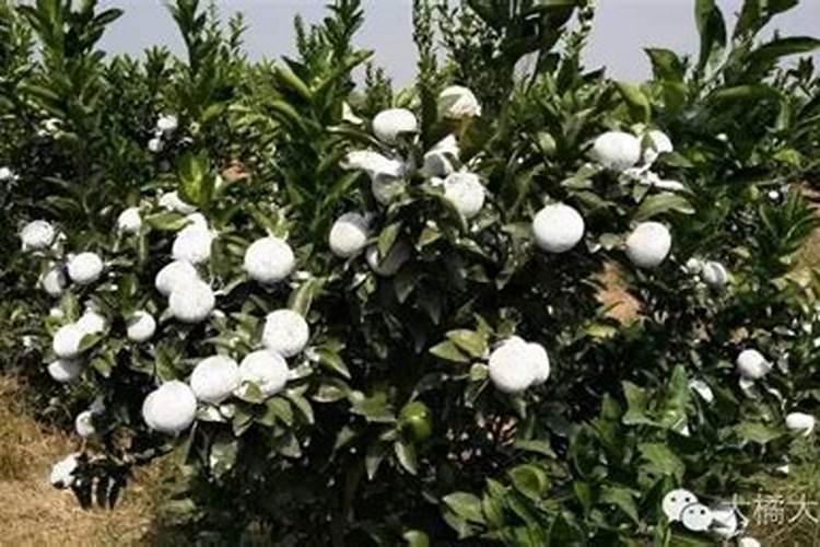 纯牛奶纸盒是用什么做的,越详细越好!