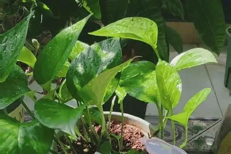月季夏季施肥时间和方法