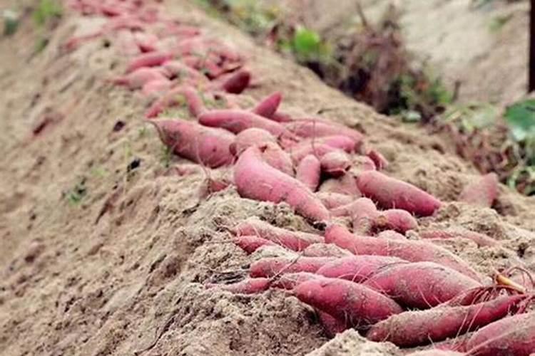 盐碱地玉米喷锌肥一亩地10毫升可以吗