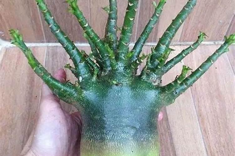 黑豆如何做花肥