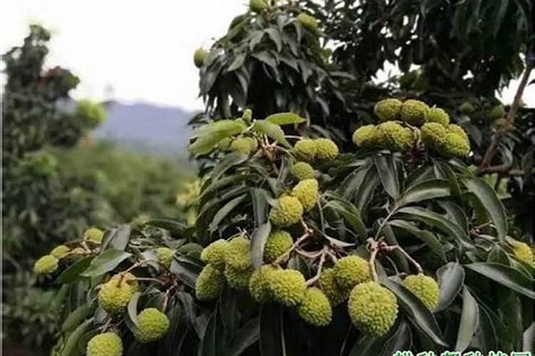 要让樱桃达到最佳增甜该怎么做