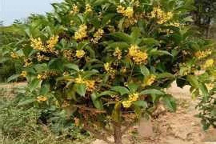 桂花何时施肥对桂花最好