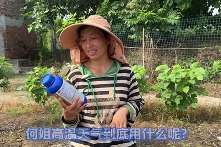 叶面肥什么时候打合适