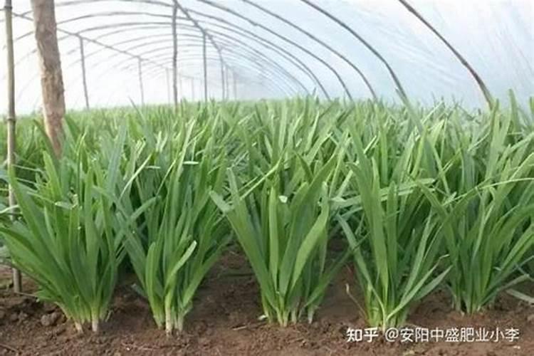 兰花移植如何施肥