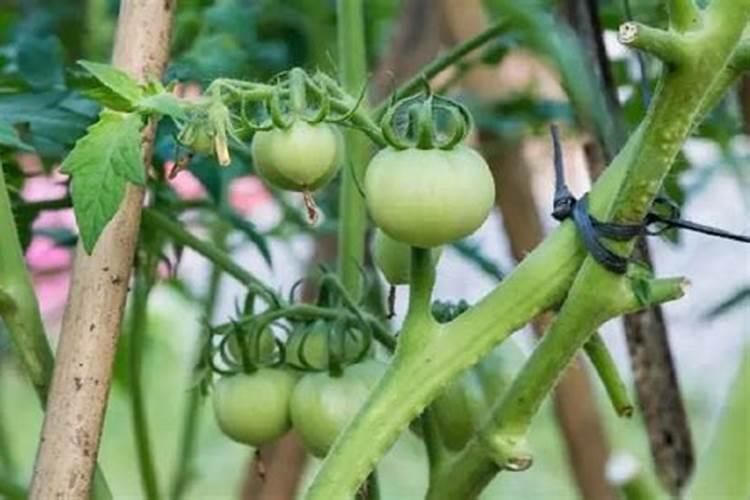 西红柿坐果期如何管理(种植西红柿中后期施肥方案)
