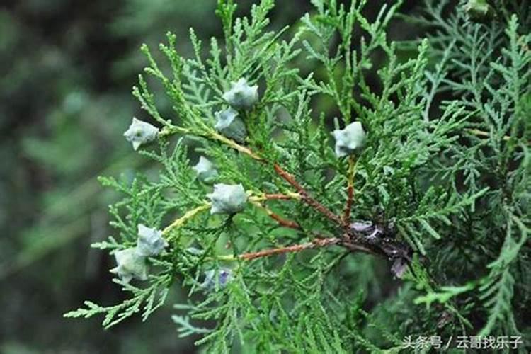 西红柿苗几个叶可以移栽？