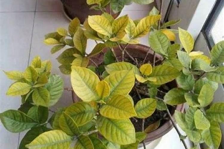 花菜叶子干边烂心是什么病打什么药