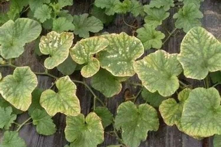 2024为什么蓝水翡翠不值钱