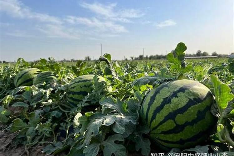 种西瓜用什么肥料最好