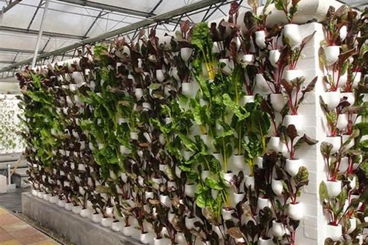 折耳根适合在新疆种植吗？