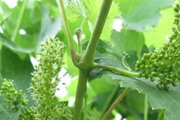 苹果树施什么有机肥最好