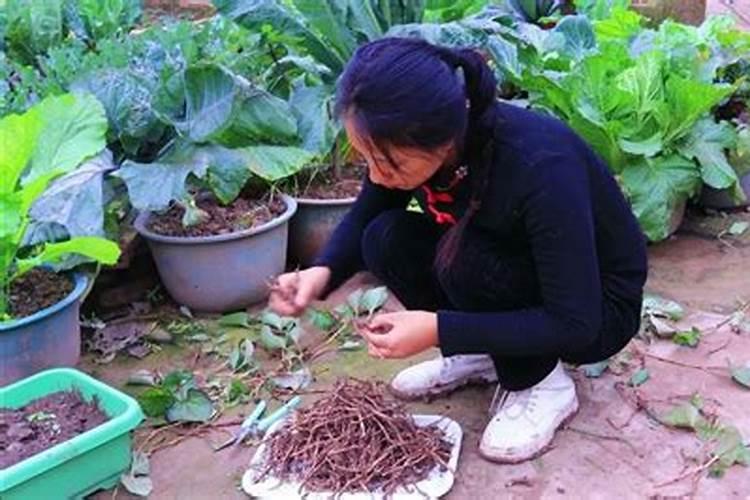 种植折耳根方法