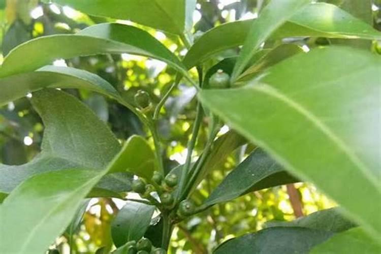 绿叶植物用什么肥料