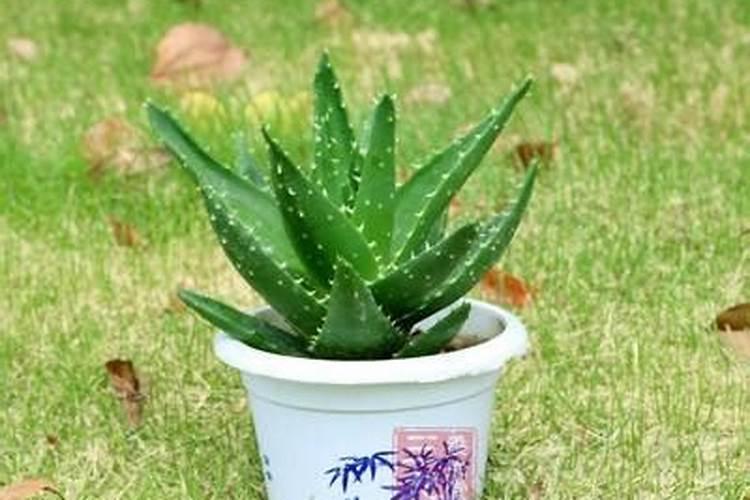 猕猴桃什么时间施叶面肥好猕猴桃施肥时间和方法