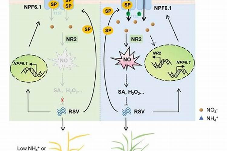 硝态氮肥的特点
