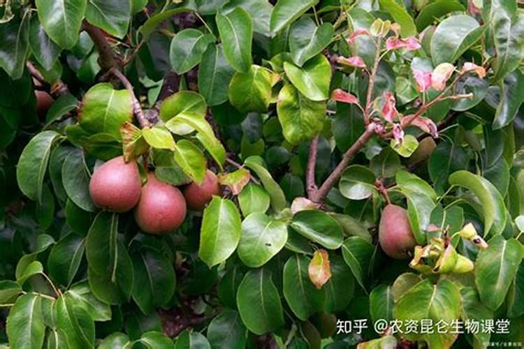 酸性土壤改良有那些办法