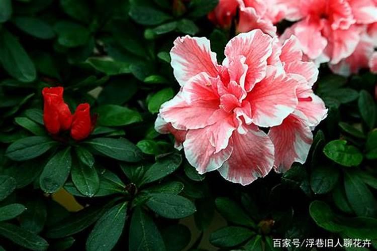 铁线莲喜肥吗 喜欢施什么肥料