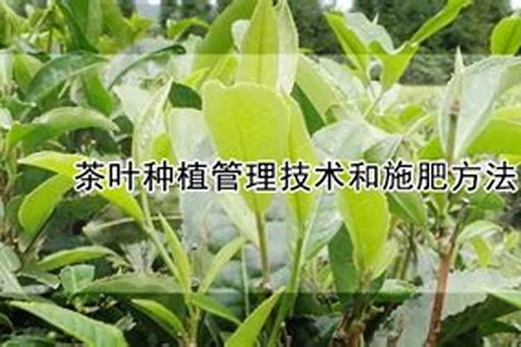钙镁磷肥的性质如何？怎样施用效果好？