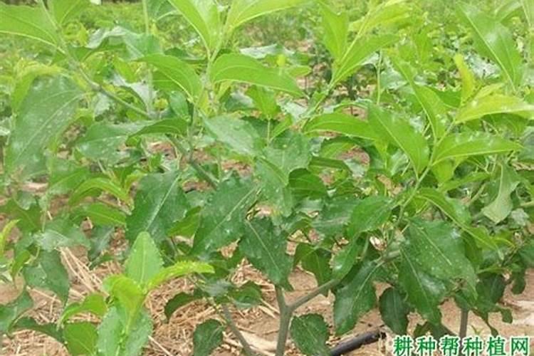 钙美磷肥的作用及使用方法