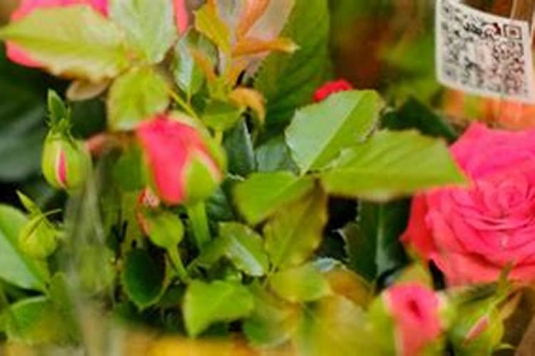 月季冒芽后如何施肥