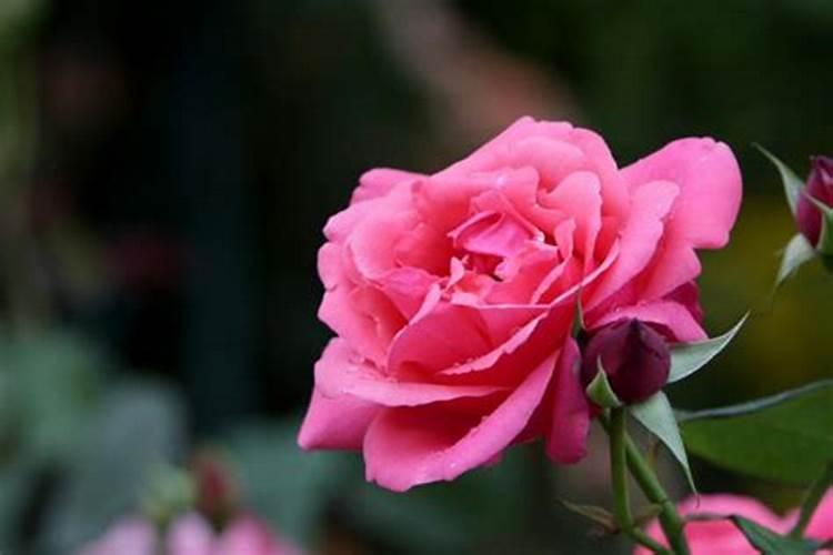 月季冒芽后如何施肥